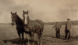 Pferd auf dem Acker