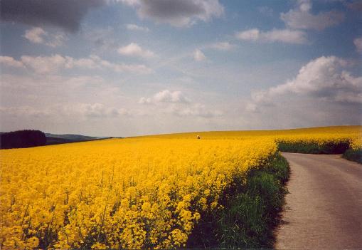 Rapsfeld/